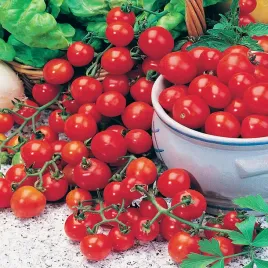 pomidor-vilma-czerwony-do-uprawy-doniczkowej-nasiona-pomidorow-pomidory