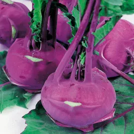 kalarepa-delikates-blauer-niebieska-slodka-delikatna-nasiona-kalarepy