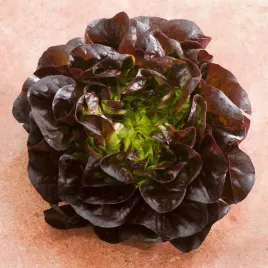 salata-merveille-des-quatre-saisons-bio-ekologiczne-nasiona-salaty-smaczna