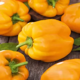 papryka-habanero-yellow-ostra-zolta-nasiona-papryki-warzyw-odporna-plenna