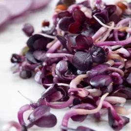 rzodkiewka-red-purple-nasiona-na-kielki-zdrowe-plenne-pelne-witamin