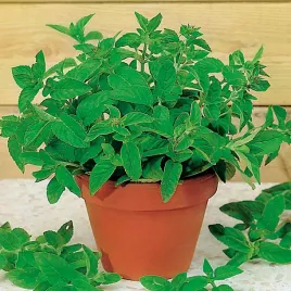 mieta-pieprzowa-nasiona-miety-wieloletnia-ziola-ziol-aromatyczny-smak