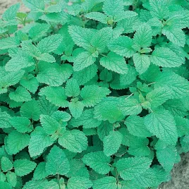melisa-cytrynowa-aromatyczny-zapach-nasiona-malisy-ziol-ziola-uspokaja