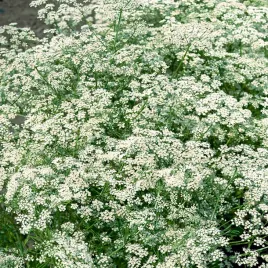 biedrzeniec-anyz-bardzo-smaczna-popularna-odmiana-nasiona-ziol-ziola