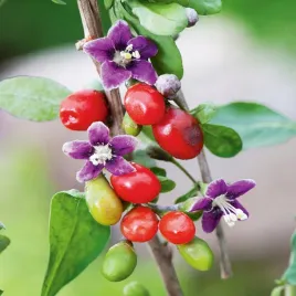 jagody-goji-kolcowoj-szkarlatny-bogate-w-witaminy-nasiona-owocow