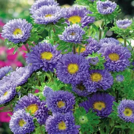 aster-karlowy-ribbon-blue-nasiona-kwiatow-intensywne-kolory-latwa-uprawa