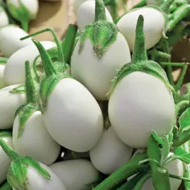 oberzyna-golden-eggs-doniczkowa-mini-baklazan-kuliste-owoce-nasiona