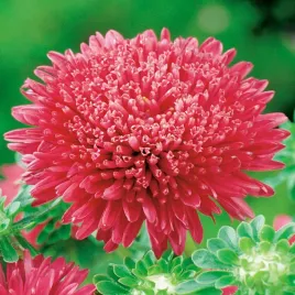 aster-peoniowy-wysoki-stanislaw-czerwony-kwiaty-czerwone-nasiona-kwiatow