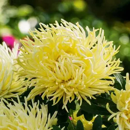 aster-igielkowy-wysoki-zolty-nasiona-kwiatow-idealne-na-rabaty-latwa-uprawa
