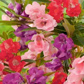 balsamina-waleriana-niecierpek-mieszanka-nasiona-kwiatow-mix-piekne-kwiaty