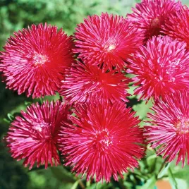 aster-igielkowy-wysoki-walentyna-rozowy-nasiona-kwiatow-rozowe-kwiaty