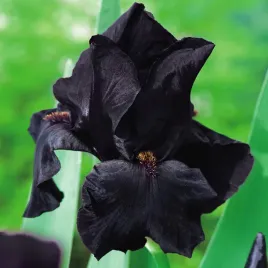 irys-germanica-brodkowy-black-night-1-szt-irysy-sadzonki-irysow-kosaciec
