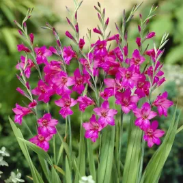 gladiolus-byzantinus-mieczyk-bizantyjski-10-szt-mieczyki-cebulki-mieczykow