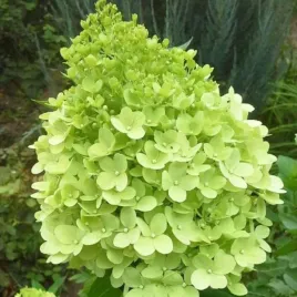 hortensja-bukietowa-limelight-duze-zielone-kwiaty-sadzonka-hortensji