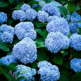 hortensja-ogrodowa-nikko-blue-niebieskie-duze-kwiaty-sadzonki-ogrodowe