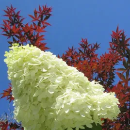 hortensja-bukietowa-polar-bear-duze-biale-kwiaty-sadzonki-hortensje
