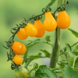 pomidor-gruntowy-wysoki-yellow-pearshaped-gruszkowate-zolte-nasiona-warzyw