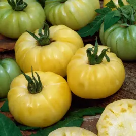 pomidor-gruntowy-wysoki-white-beauty-bialy-sr-wczesna-nasiona-pomidorow