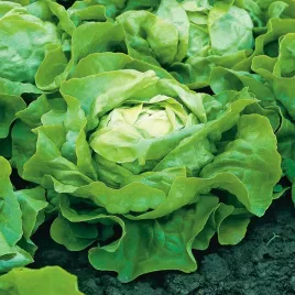 salata-syrena-glowiasta-maslowa-jasnozielona-wczesna-nasiona-warzyw