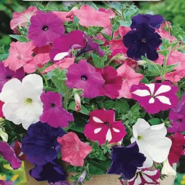 petunia-zwisajaca-mieszanka-nasiona-kwiatow-mix-kwiaty-balkonowe-do-donic