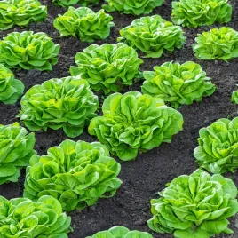 salata-glowiasta-maslowa-michalina-jasnozielona-sr-pozna-nasiona-salaty