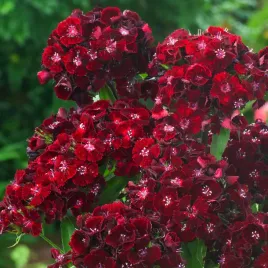 gozdzik-brodaty-o-kwiatach-pojedynczych-black-magic-ciemnopurpurowy-nasiona