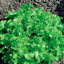 salata-lisciowa-salad-bowl-zielona-debolistna-nasiona-warzyw-salaty