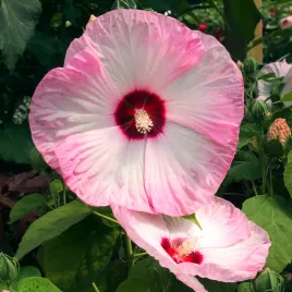 hibiscus-moscheutos-hibiskus-bagienny-luna-pink-swirl-kwiaty-bialo-rozowe