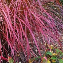 miscanthus-sinensis-miskant-chinski-purple-fall-trawa-sadzonki