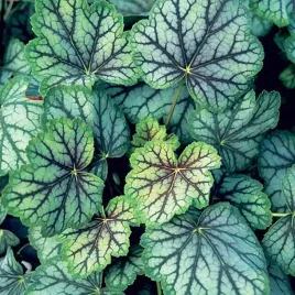 heuchera-zurawka-green-spice-doniczka-sadzonki-ozdobne-kolorowe-liscie