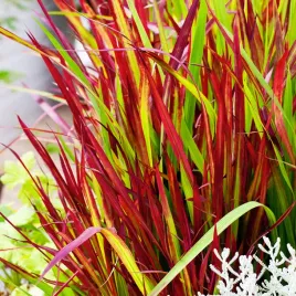 imperata-cylindryczna-imperata-cylindrica-red-baron-1-szt-trawa-ozdobna
