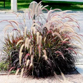rozplenica-rubrum-bordowe-klosy-trawa-dekoracyjna-do-donic-i-ogrodu