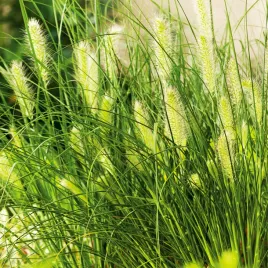 rozplenica-japonska-piorkowka-pennisetum-alopecuroides-hameln-trawa-ozdobna
