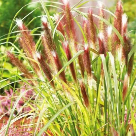 rozplenica-japonska-piorkowka-pennisetum-alopecuroides-red-head-trawa