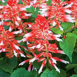 szalwia-blyszczaca-scarlet-bicolor-nasiona-kwiatow-bialo-czerwone
