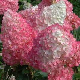 hortensja-bukietowa-vanille-fraise-bialo-rozowe-kwiaty-sadzonki-hortensje