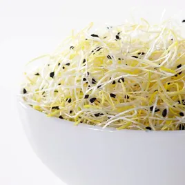 lucerna-alfalfa-nasiona-na-kielki-smaczne-pelne-witamin