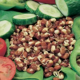 fasola-adzuki-nasiona-na-kielki-orzechowy-pyszny-aromatyczny-smak