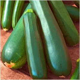 cukinia-nefertiti-dlugie-cylindryczne-owoce-nasiona-3-g