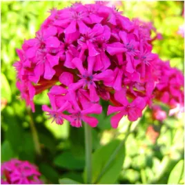 lepnica-baldachowata-silene-rozowe-kwiaty-kwitnie-120-dni-nasiona-05g