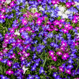 lobelia-zwisajaca-mix-kolorow-nasiona-01-g
