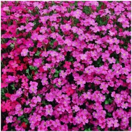 lobelia-czerwono-rozowa-dlugo-kwitnie-miododajna-nasiona-01-g