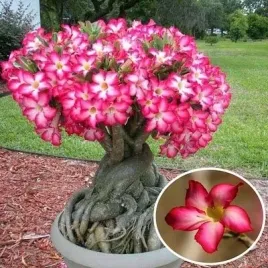 roza-pustyni-adenium-obesum-idealne-drzewko-bonsai-nasiona