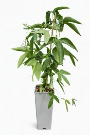 meczennica-passiflora-victoria-sadzonka-w-pojemniku-2l