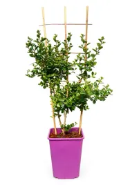 lagerstremia-indyjska-white-bez-poludnia-kratka-poj-c6