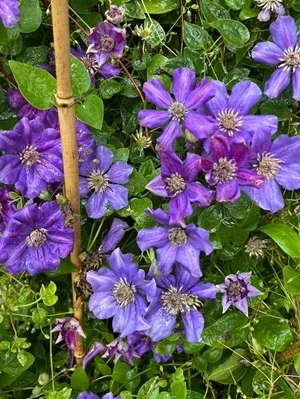 clematis-ashva-p9-c1