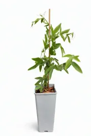 meczennica-passiflora-caerulea-c2