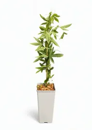 meczennica-passiflora-violacea-sadzonka-w-pojemniku-2l
