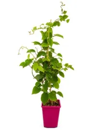 kiwi-aktinidia-deliciosa-jenny-samopylna-c6
