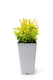 berberys-goldalita-c2